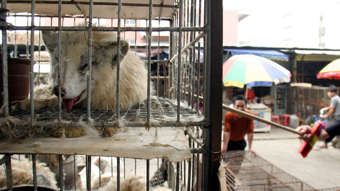 Neues Risiko-Raster für Wildtiermärkte in Asien zum Welt-Zoonose-Tag